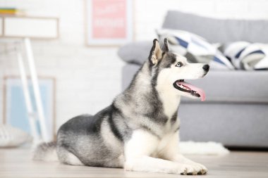 Husky köpek evde yerde yatıyor