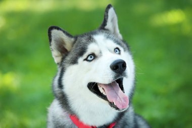 Husky köpek parkta çim üzerinde oturan