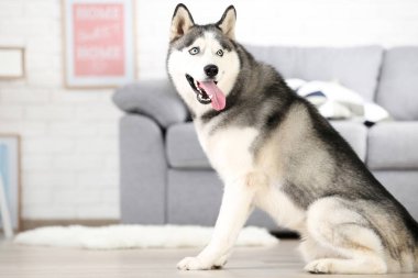 Husky köpek evde yerde oturan