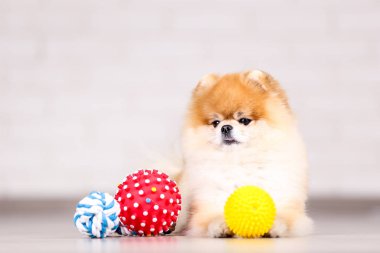 Yerde oyuncak topları olan Pomeranya köpeği.
