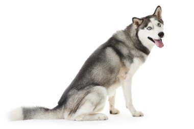 İri yarı köpek beyaz arka planda izole edilmiş.