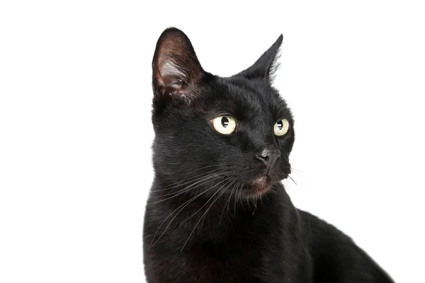 Gatto nero isolato su sfondo bianco — Foto Stock