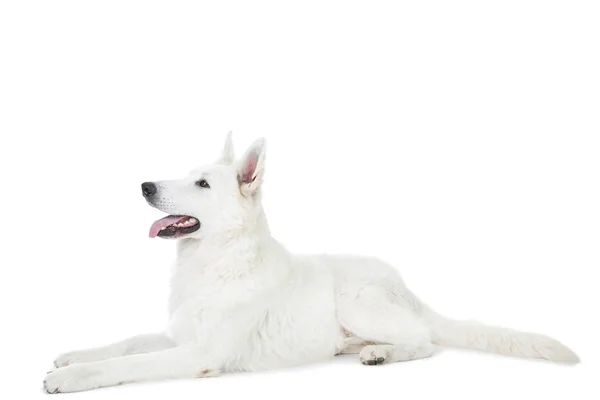 Cane da pastore svizzero sdraiato su sfondo bianco — Foto Stock