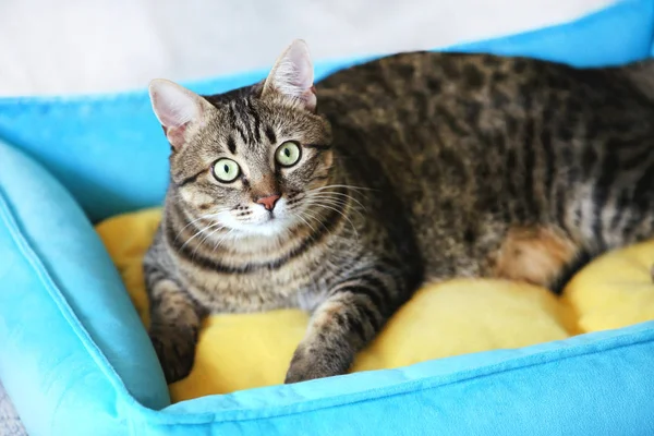 Mooie kat liggend op zacht bed — Stockfoto