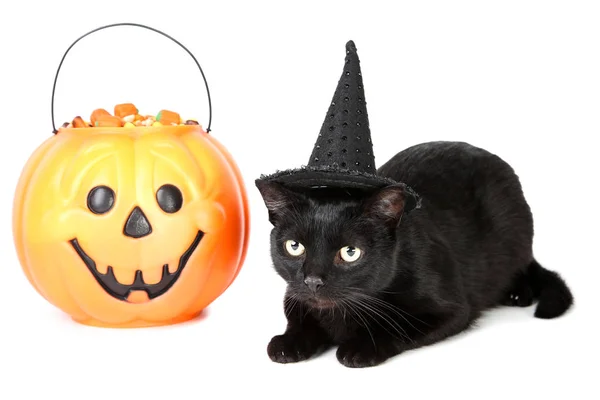 Black cat with candies in halloween bucket on white background — Stock Photo, Image