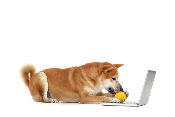 Shiba inu dog with yellow ball toy and laptop computer on white 