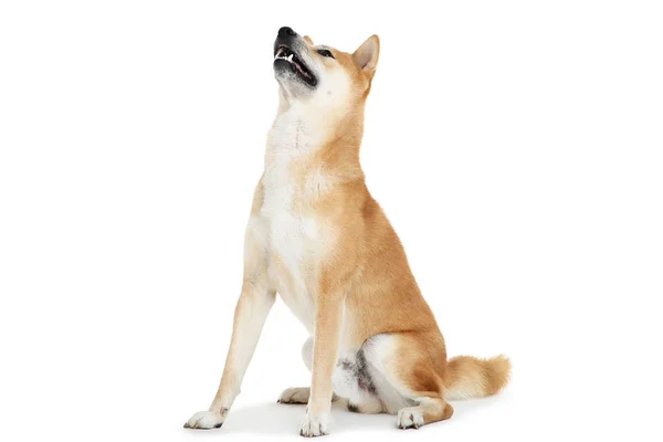 Shiba inu cão isolado no fundo branco — Fotografia de Stock