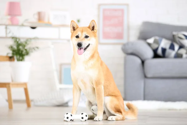 Shiba inu собака сидит на полу в доме с игрушкой — стоковое фото