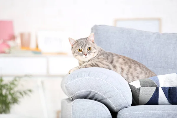 Schöne Katze liegt auf grauem Sofa — Stockfoto