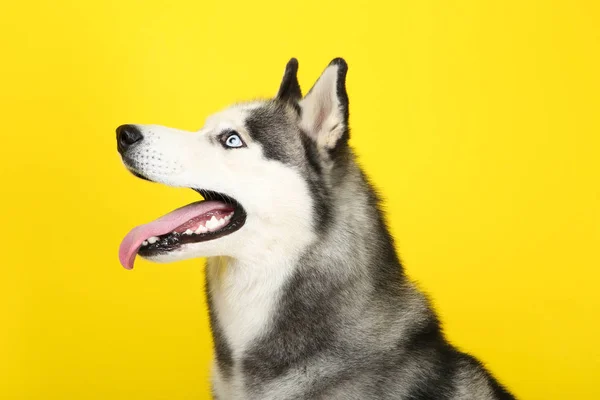 Husky cão no fundo amarelo — Fotografia de Stock