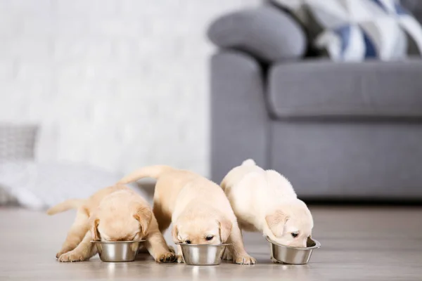 Labrador cachorros comiendo comida en casa — Foto de Stock