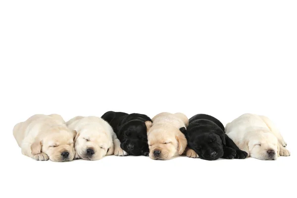 Labrador puppies geïsoleerd op witte achtergrond — Stockfoto