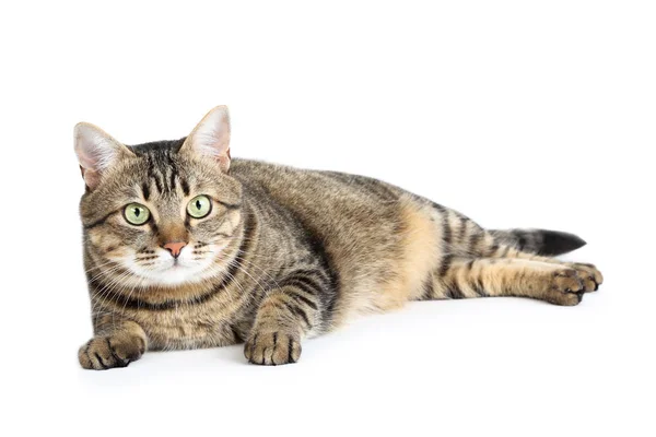 Hermoso gato acostado sobre fondo blanco — Foto de Stock