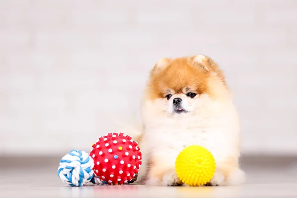 Pomerania cane con palline giocattolo sul pavimento — Foto Stock