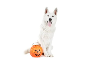 Kovada şekerli İsviçre çoban köpeği. Trick veya Trea 'ya mesaj at.