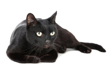 Siyah kedi beyaz arka planda izole edilmiş