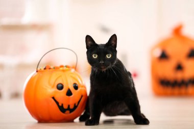 Cadılar Bayramı kova şekerli siyah kedi