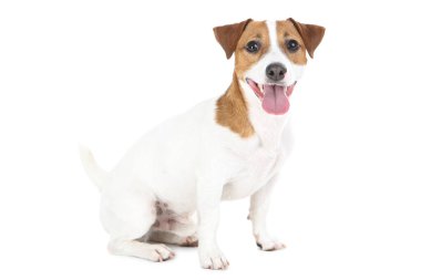 Güzel Jack Russell Terrier köpeği beyaz arka planda izole edilmiş.
