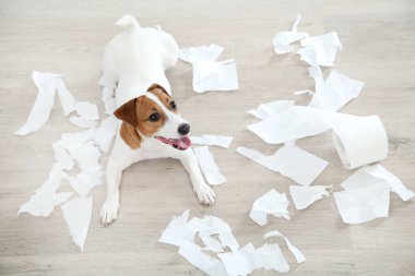 Güzel Jack Russell Terrier köpeği oyuncakla yerde yatıyor.