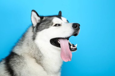 Mavi arka planda Malamute köpeği
