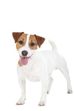 Güzel Jack Russell Terrier köpeği beyaz arka planda izole edilmiş.