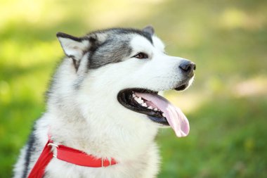 Parktaki Malamute köpeği