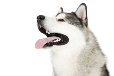 Beyaz arkaplanda Malamute köpeği izole edildi