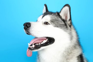 Mavi arka planda Malamute köpeği
