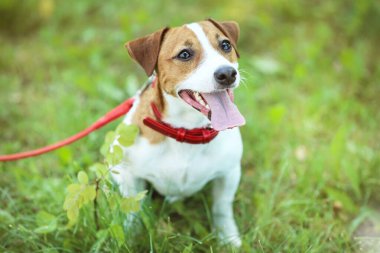 Beautiful Jack Russell Terrier dog in the park clipart