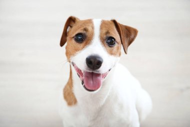 Güzel Jack Russell Terrier köpeği yerde oturuyor.