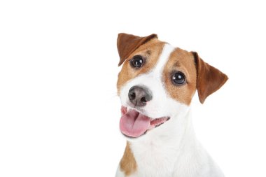 Güzel Jack Russell Terrier köpeği beyaz arka planda izole edilmiş.