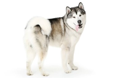Beyaz arkaplanda Malamute köpeği izole edildi