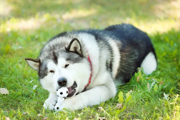 Malamute köpeği oyuncakla çimlerin üzerinde yatıyor. — Stok fotoğraf