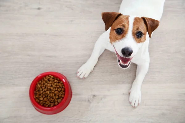Beautiful Jack Russell Terrier dog with dry food in bowl — Stock Photo, Image