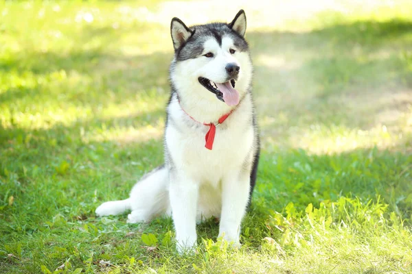 Malamute perro sentado en la hierba en el parque —  Fotos de Stock