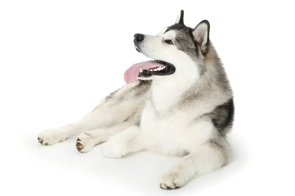 Malamute Hund isoliert auf weißem Hintergrund — Stockfoto