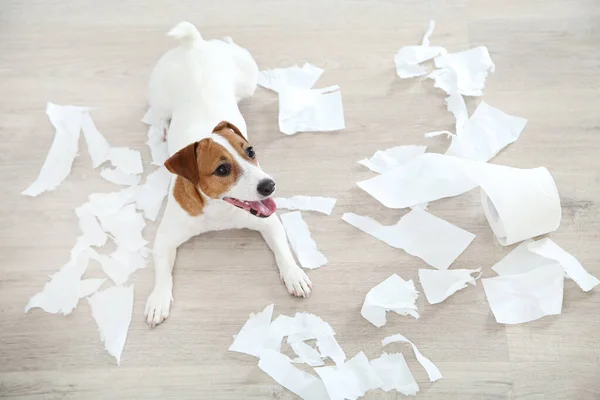 Hermoso perro Jack Russell Terrier tirado en el suelo con la pila — Foto de Stock