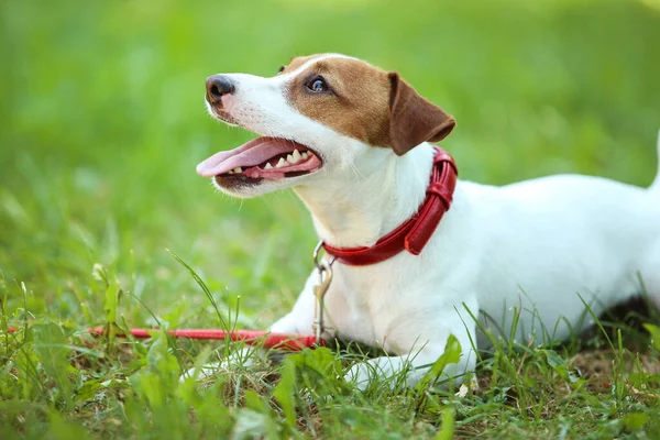 Gyönyörű Jack Russell Terrier kutya a parkban — Stock Fotó