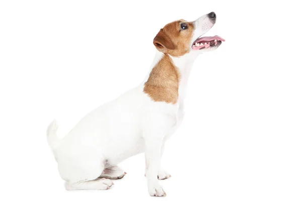 Schöner Jack Russell Terrier Hund isoliert auf weißem Hintergrund — Stockfoto