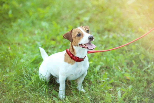 Gyönyörű Jack Russell Terrier kutya a parkban — Stock Fotó