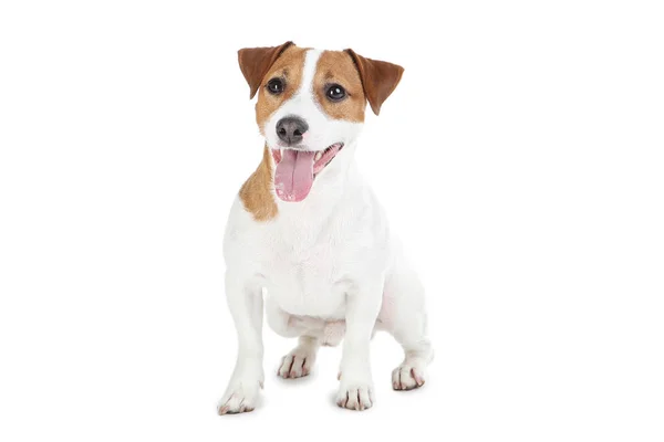 Linda Jack Russell Terrier cão isolado no fundo branco — Fotografia de Stock