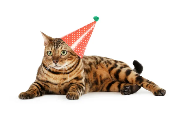 Mooie bruine kat in verjaardagskop geïsoleerd op witte rug — Stockfoto