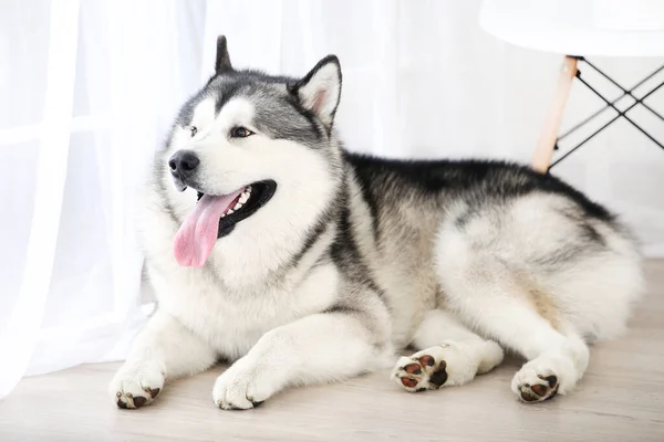 Malamute perro acostado en el suelo en casa —  Fotos de Stock