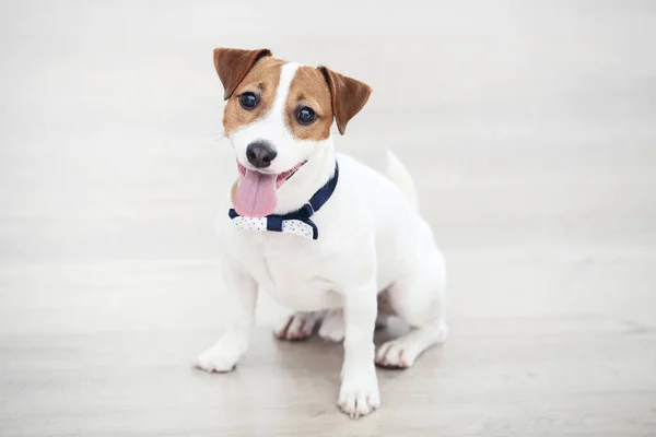 Hermoso perro Jack Russell Terrier sentado en el suelo — Foto de Stock