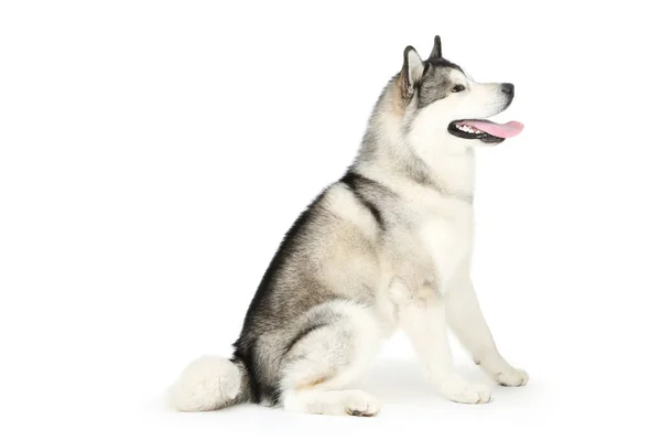 Malamute cão isolado no fundo branco — Fotografia de Stock