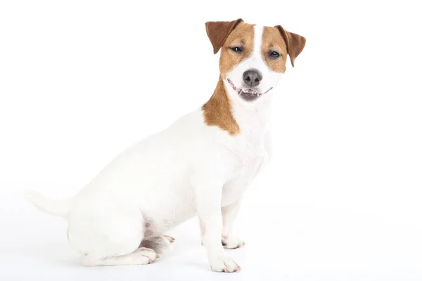 Linda Jack Russell Terrier cão isolado no fundo branco — Fotografia de Stock