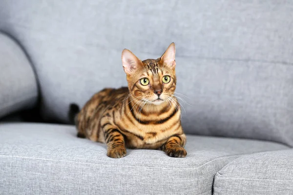 Krásná hnědá kočka ležící na šedém gauči — Stock fotografie