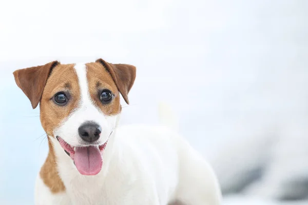 Cão lindo Jack Russell Terrier com língua — Fotografia de Stock