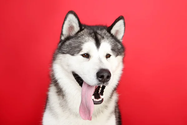 Malamute cane su sfondo rosso — Foto Stock