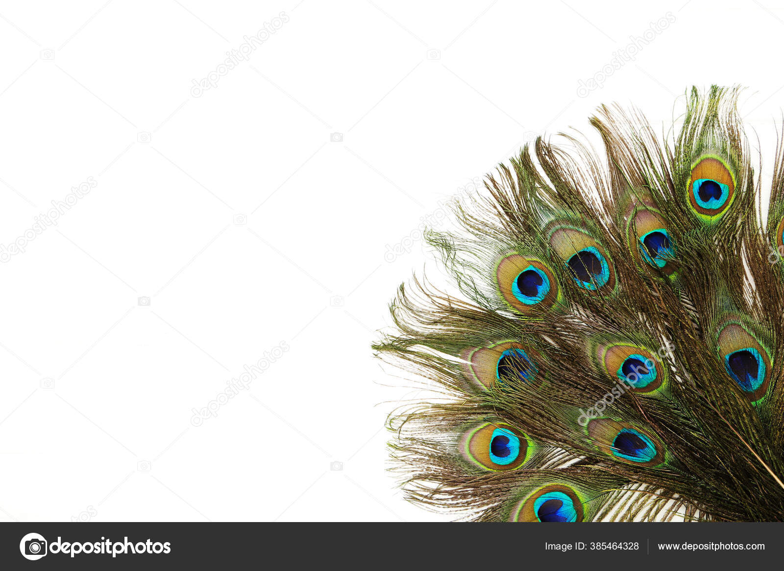 Peacock Feathers Isolated White Background Stock Photo by ©5seconds ...